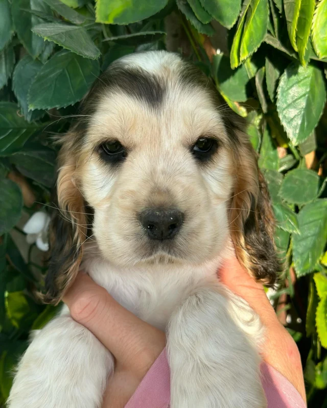 Kc registered cocker spaniel puppies best sale